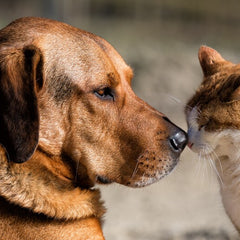 Collection image for: PERSONALIZE PET HARNESS