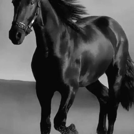 Art Canvas Animal Dark Horse Wall Art Living Room Home Decor